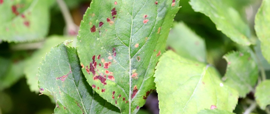 Leaf spot disease found on shrub in Buda, TX.