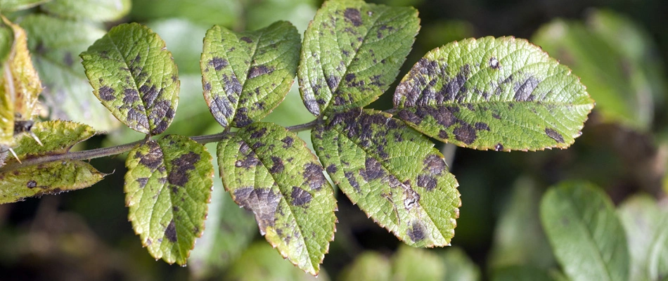Shrub disease of leaf spot infection found in Austin, TX.