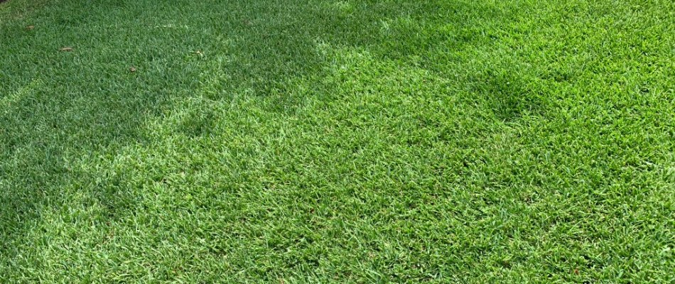 Lawn without cores left behind after liquid aeration service in Bee Cave, TX.