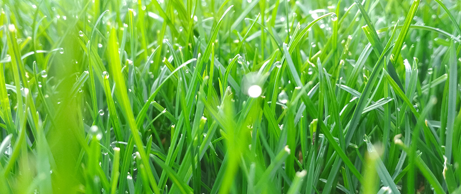 Lush grass after fertilization serviced in Buda, TX.