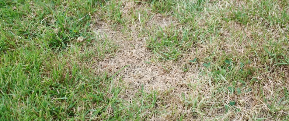 Patch of brown lawn in Austin, TX.