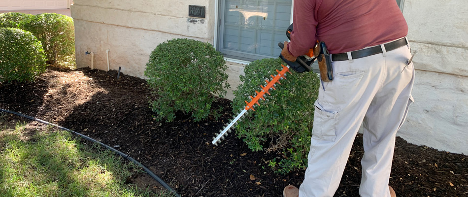 Professional trimming shrubs in a landscape bed in Lost Creek, TX.