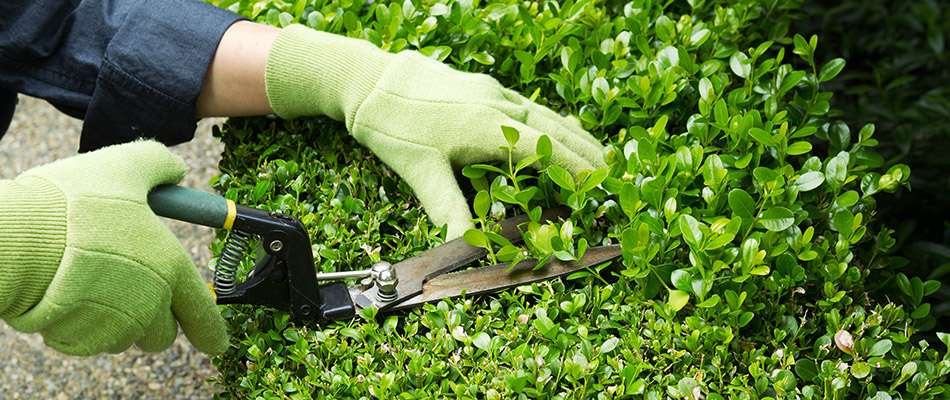 A homeowner in Buda, TX wearing green gloves and trimming her shrubs. 