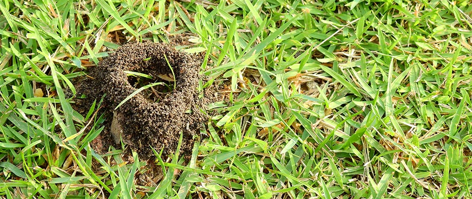 Small fire ant mound in lawn grass at a home in Austin, TX.
