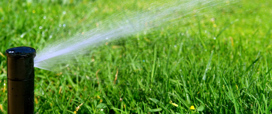 Sprinkler head watering lawn in Buda, TX.