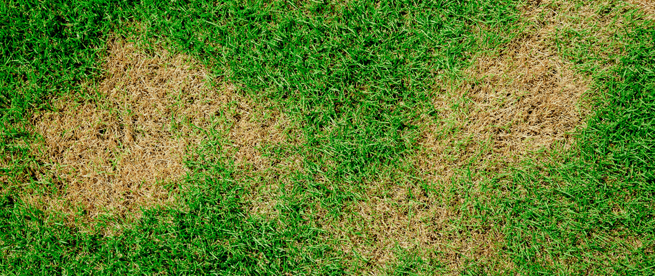 A lawn infested with take-all-patch and in need of treatment in Rollingwood, TX.