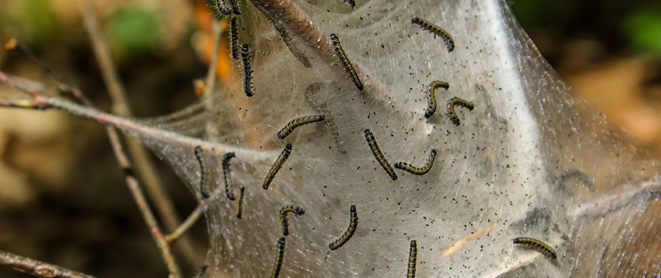 Webworm infestation in a tree in Round Rock, TX.