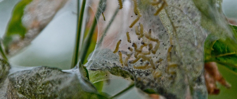 Webworms infesting a shrub in lawn in Round Rock, TX.