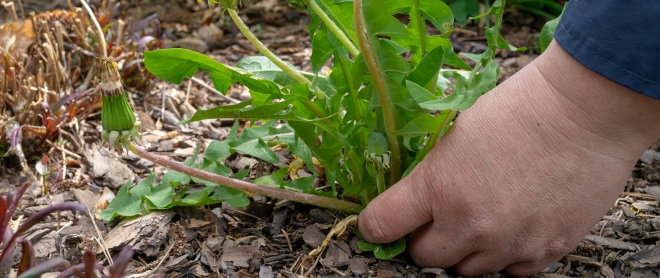 Weeds being hand pulled from landscape bed in Kyle, TX.