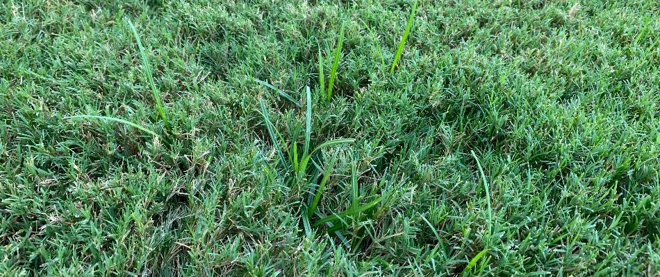 Weeds on a lawn in Austin, TX.