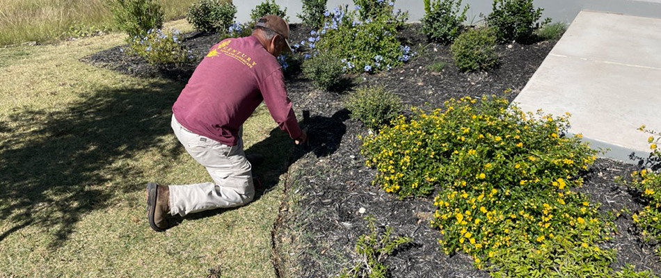 Century worker maintaining landscape bed for customer in Wells Branch, TX.