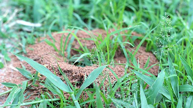 Fire ant mound seen in a yard near Austin, TX.