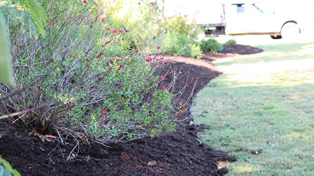 Landscape bed with shrubs and no weeds near Dripping Springs, TX.