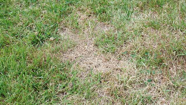 Brown and diseased lawn grass at a home in Dripping Springs, TX.