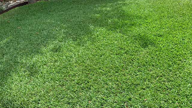 Green, healthy lawn in Austin, TX.