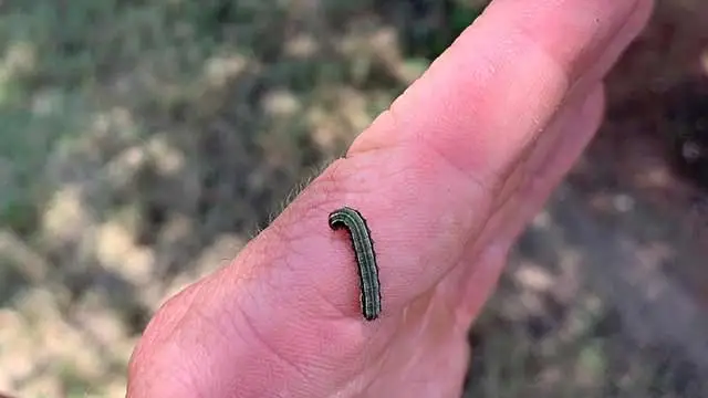 Lawn care expert with an armyworm on their hand near Bee Cave, TX.